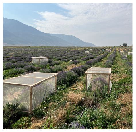 Pollination and Essential Oil Production of Lavandula angustifolia Mill ...