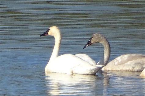 Elevation of Meyer Ravine Rd, Grass Valley, CA, USA - Topographic Map ...