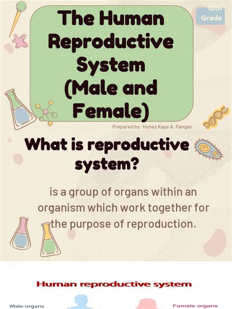 Image result for Life Science Human Reproduction System
