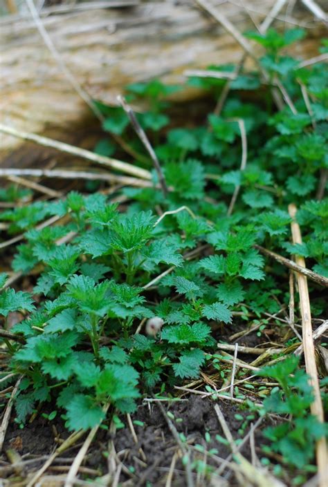 Isırgan otlu yada ıspanaklı Erişte yapımı | SOFRAMIZ.com