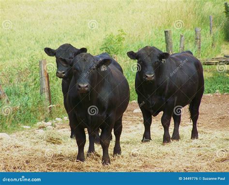 Black Angus Cattle stock photo. Image of ontario, herds - 3449776