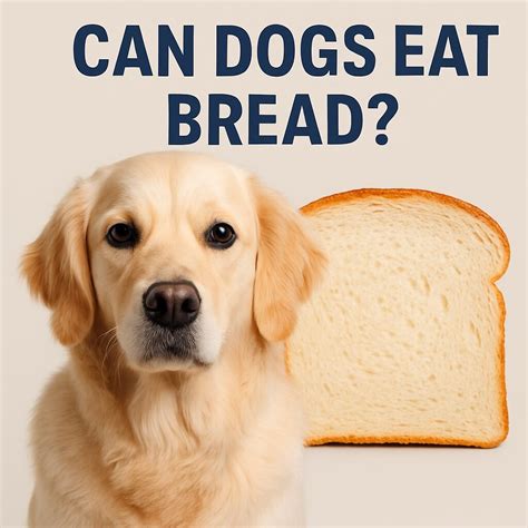 Can Dogs Eat Bread? Here are Top 5 Tips