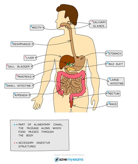 Digestive System - Year 9 PDF Download