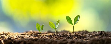 Image result for Plant 3D Python Script