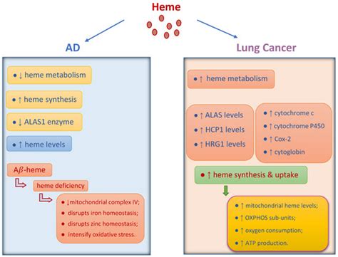 Putative Molecular Mechanisms Underpinning the Inverse Roles of ...