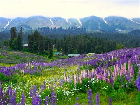 Magical Kashmir: 5 hill stations you must visit for an unforgettable ...