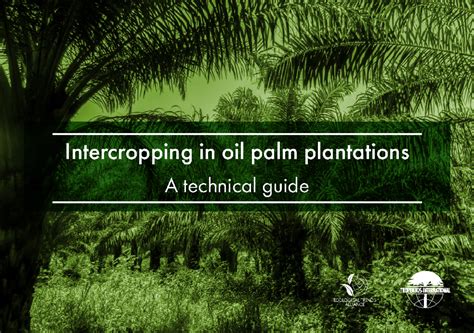 Intercropping in oil palm plantations A technical guide - Intercropping ...