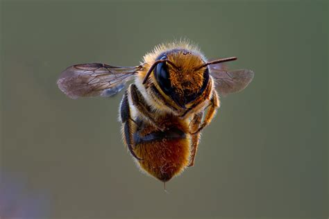 Image result for Bee Flying Front View