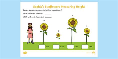 👉 Sophie’s Sunflowers Measuring Height Worksheet