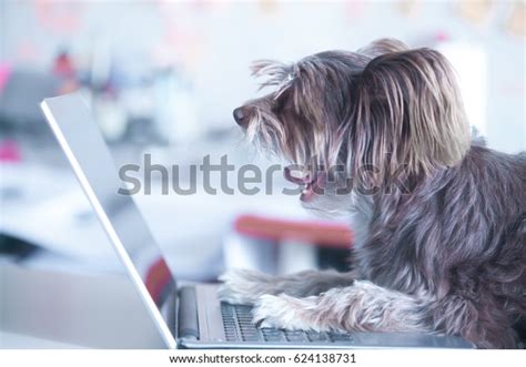 Image result for Funny Pet Using Computer