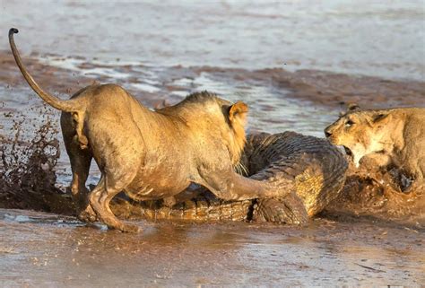 Lions vs other wild animals - Mirror Online