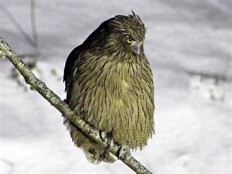Blakiston's Fish-Owl - eBird