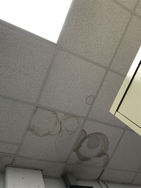 Black Mold On Ceiling Tiles | Shelly Lighting