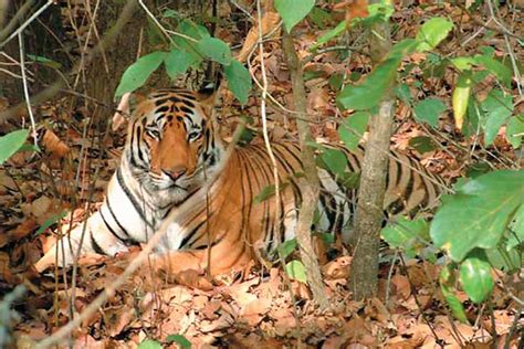 Pune To Amravati Bus Ticket Booking @ Rs 400 OFF | Prasanna Purple