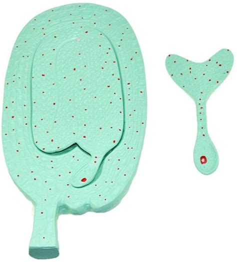 Buy Study Model Anatomy Model Chives Embryo Embryo Development Model ...