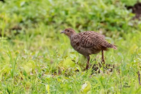 Grey Francolin,????,