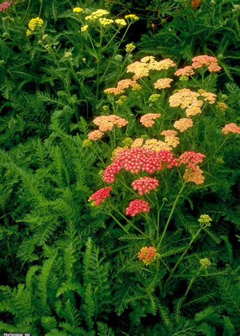 Yarrow Colors and Varieties | HGTV