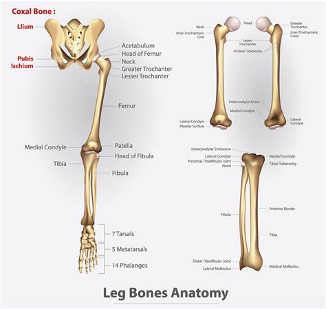 Lower Extremity Bone Anatomy: Pelvis, Femur, Tibia, Fibula, Foot - Anatomy Note