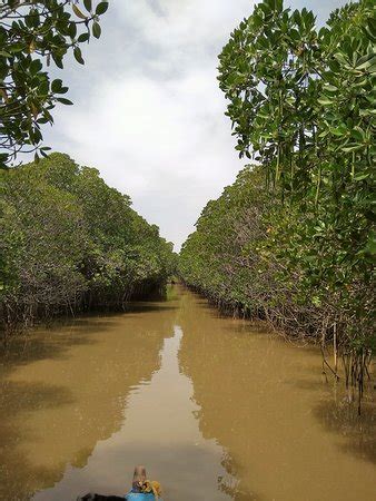 Pichavaram Mangrove Forest (Chidambaram) - 2019 What to Know BEFORE You ...