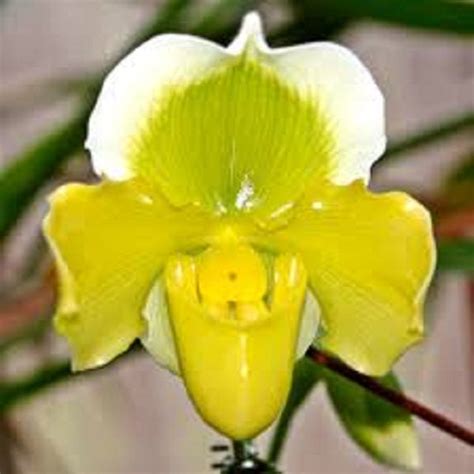 Paph. Cocoa Lovely Oliver – EXOTICA ORCHIDS