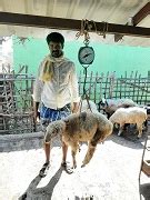 ICAR-NIANP introduces Milk Replacer Supplementation for Economic Meat ...