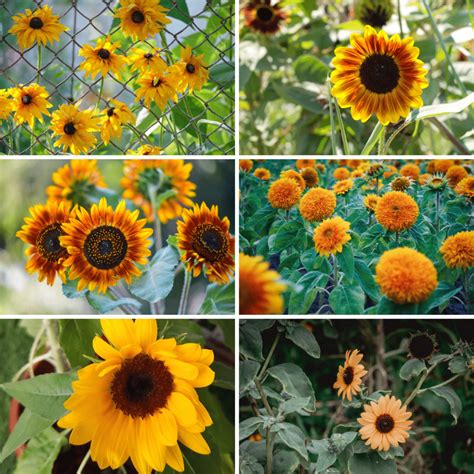 Common Sunflower Varieties | Sizes, Shapes, and Colors