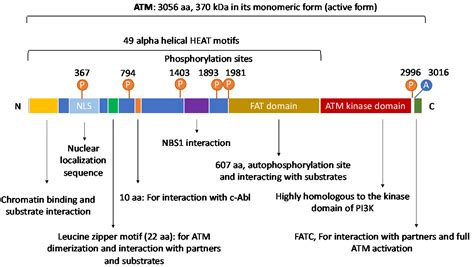 ATM: Main Features, Signaling Pathways, and Its Diverse Roles in DNA ...