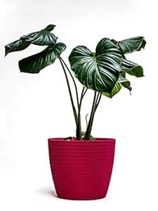 Nested Greens - Oslo Pot 10” INCH | Indoor Plant Container | 10 inch ...
