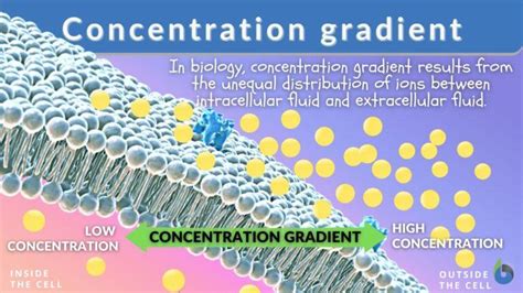 Image result for Mass Concentration Gradient
