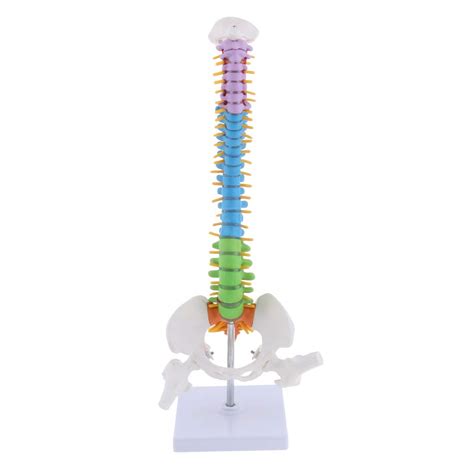 Buy H HILABEE 18 inch Vertebral Column Human Spine Anatomy Model with ...