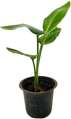 Creative Farmer Exotic White Bird Of Paradise(Strelitzia Nicolai) Real ...