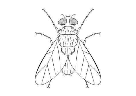 Zwart-wit groene vlieg clipart vector geïsoleerd op witte achtergrond ...