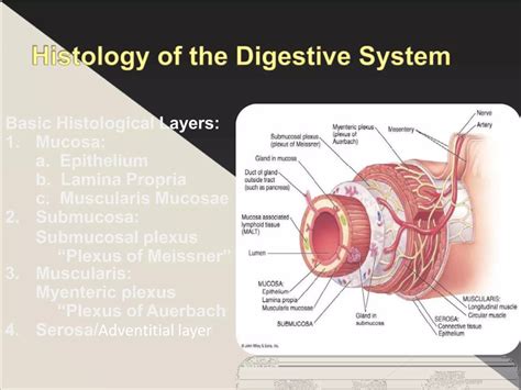 Oesophagus pdf.pptx