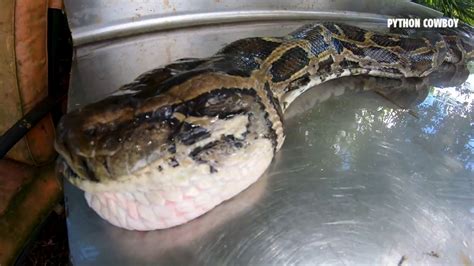 Image result for Monte Python Fish