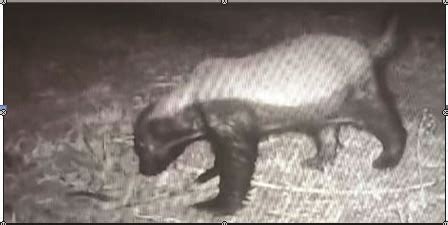 Trap cameras record presence of honey badgers in Purulia