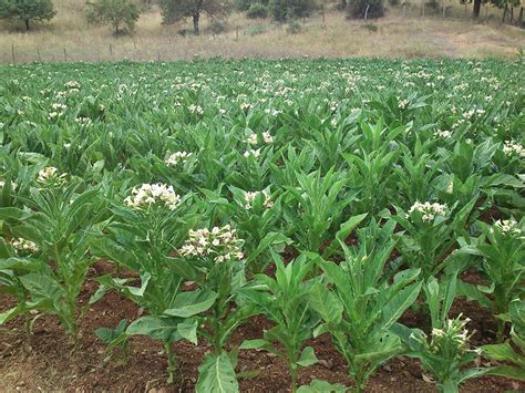 Dancing Wolves 的图像结果