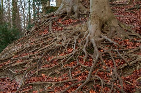Image result for About Root System