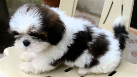 Shih Tzu Puppies Wallpapers - Wallpaper Cave