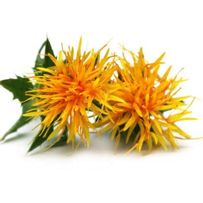 Buy Pure Organic Cold Pressed Safflower Oil Online in India at Best ...