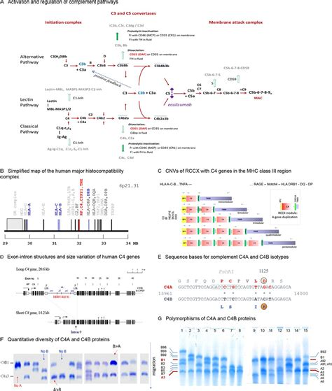 Low copy numbers of complement C4 and C4A deficiency are risk factors for myositis, its ...