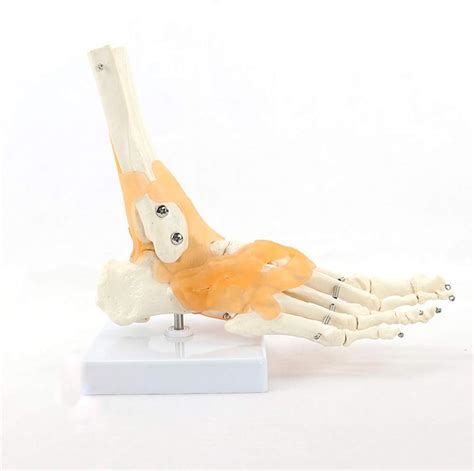 Life Size Foot Joint Attached Ligament Model Human Skeleton Model ...