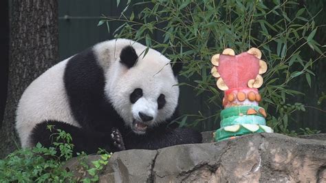 Does The Toledo Zoo Have Pandas at Willie Mixon blog