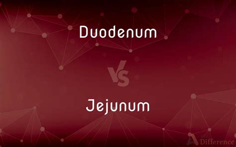Image result for Duodenum vs Jejunum