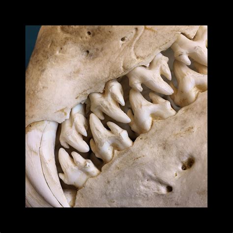 Skin & Bones II — Catherine M. Stewart