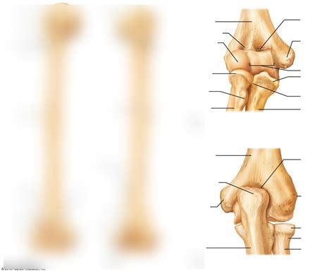 Image result for Elbow Contralateral