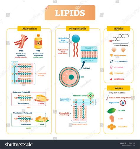 204 Lipid Cell Infographic Stock Vectors and Vector Art | Shutterstock