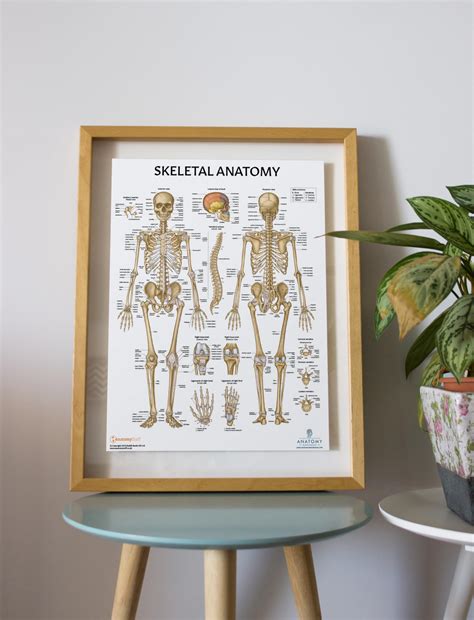 Buy Anatomy Lab Skeletal System Poster, 17.3 x 22.5 Inches, Laminated ...