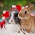 Image result for Bunny Gifts