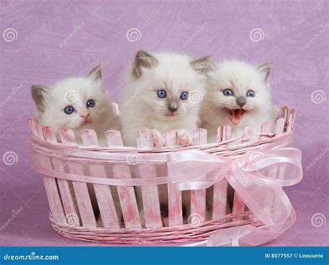 White Kittens In Basket