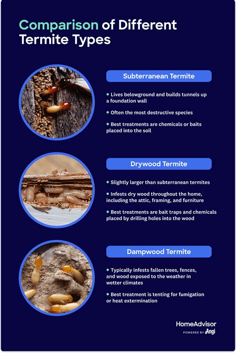 How Much Do Termite Treatments Cost?